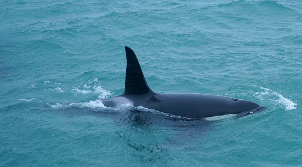 Whale Watching Holidays New Year, New Packages! Off the Map Travel