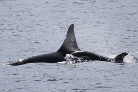 Help us choose an Orca to adopt