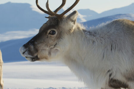 Wildlife under the Northern Lights