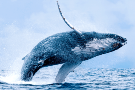 Did You Know? – Five Whale Facts