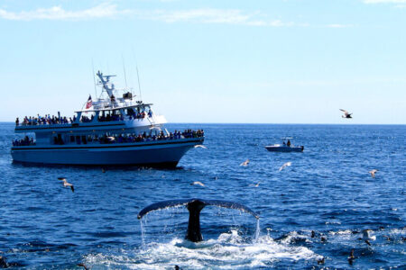 The Real World Benefits of Whale Watching