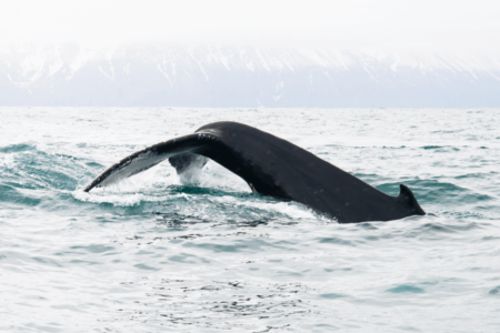 When to go Whale Watching