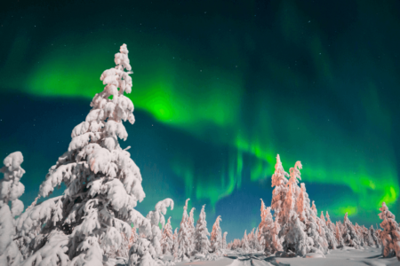 Wildlife Under the Northern Lights [Infographic]