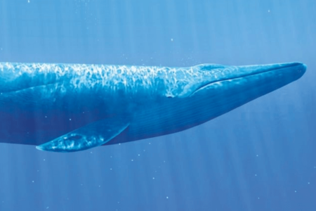 Endangered Whale Species of the World [Infographic]