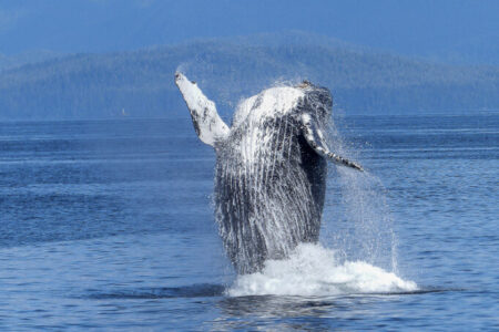 Best Places for Whale Watching [Infographic]