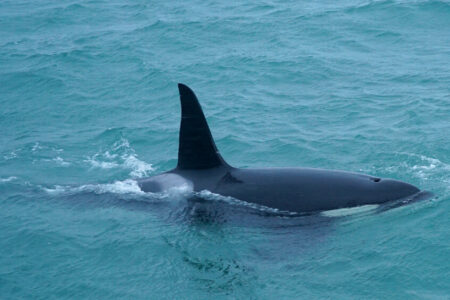 Whale Watching Holidays – New Year, New Packages!