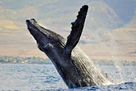 What makes a good Whale Watcher?