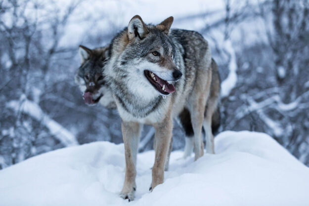 Abisko and Narvik Winter Adventure | Polar Park | Luxury Holidays in Sweden and Noway | Travel with Off The Map