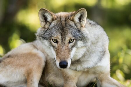 An Animal Encounter | See Wildlife in Sweden in their Natural Habitat | Luxury Holidays in Sweden | Travel with Off The Map