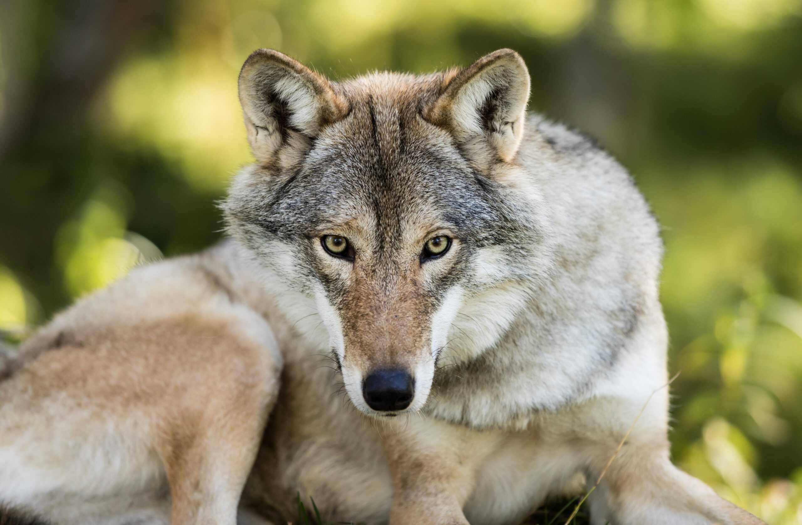 An Animal Encounter | See Wildlife in Sweden in their Natural Habitat | Luxury Holidays in Sweden | Travel with Off The Map