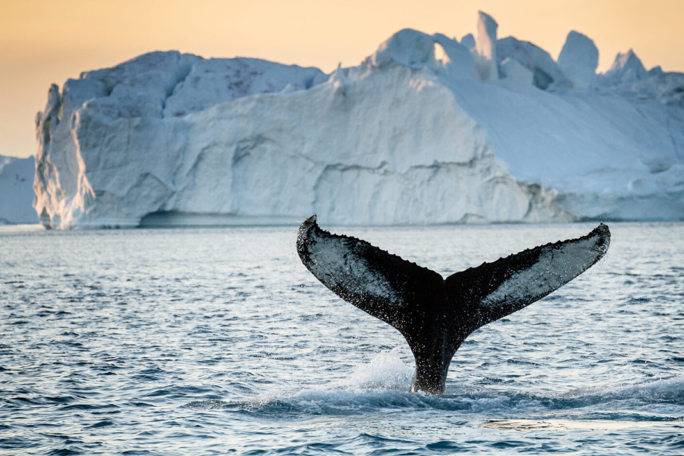 Whale Watching
