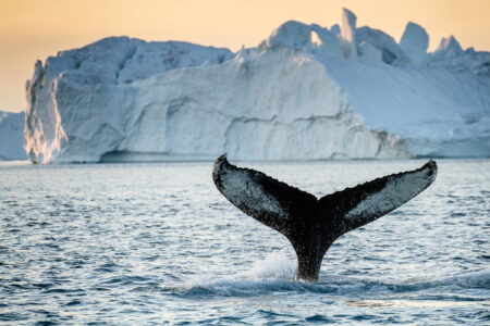 Whale Watching
