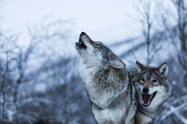 Wolf Lodge | Polar Park | Luxury Lodge in Norway | Travel with Off The Map