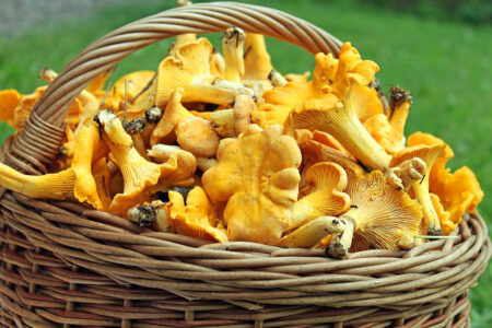 Fish, Forest and Feast - Arctic Retreat - Swedish Lapland - Travel with Off the Map