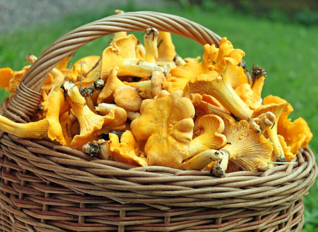 Fish, Forest and Feast - Arctic Retreat - Swedish Lapland - Travel with Off the Map