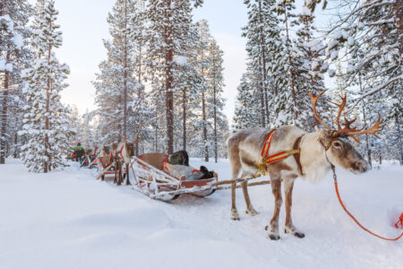 Reindeer Safari | A Winter Escape Through Norway’s Arctic Wonders | Luxury Holidays in Norway | Travel with off The Map