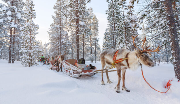Reindeer safari in a winter forest