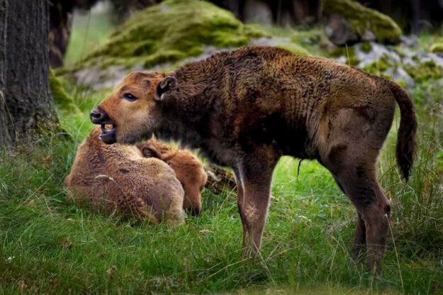 Eriksberg Hotel and Nature Reserve, Sweden