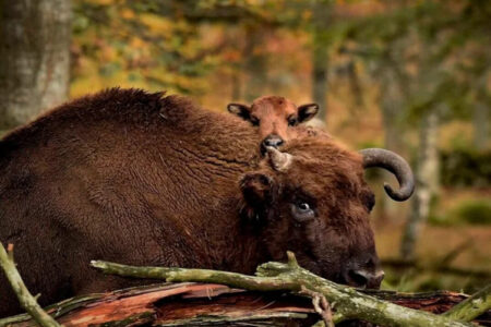 Eriksberg Hotel and Nature Reserve, Sweden
