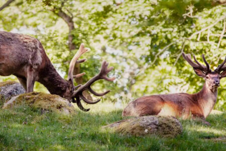 Eriksberg Hotel and Nature Reserve, Sweden