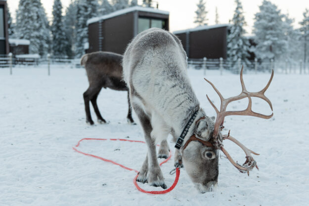 Jänkä Resort