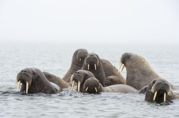 Walruses in the water Svalbard