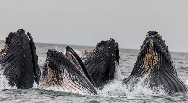Lyngen Experience - Whale Watching