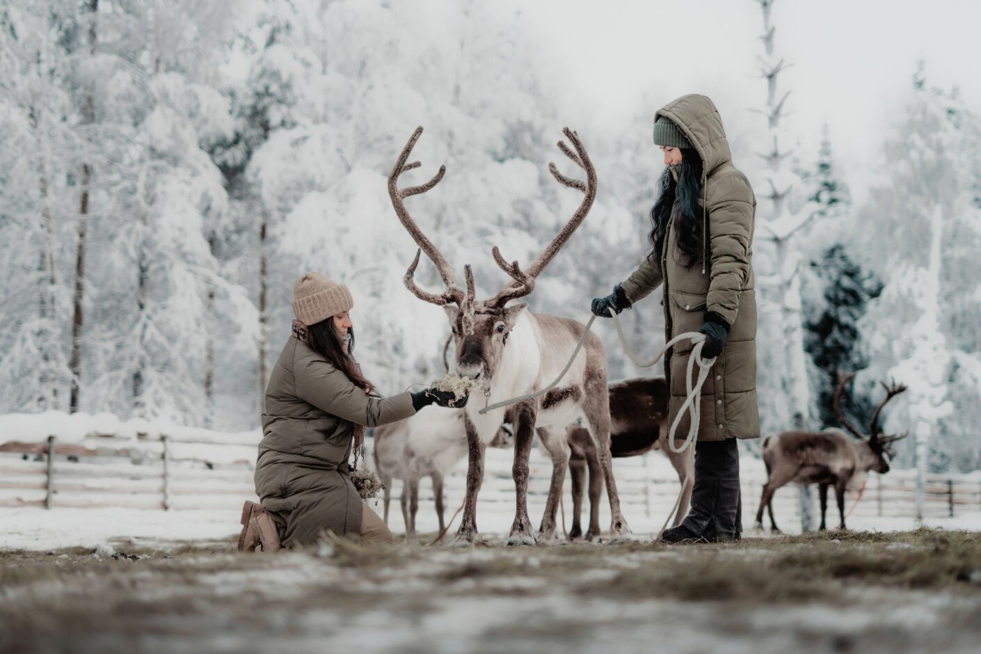 Reindeer Park Visit - Aino Private Island - Finland