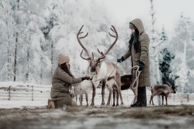 Reindeer Park Visit - Aino Private Island - Finland