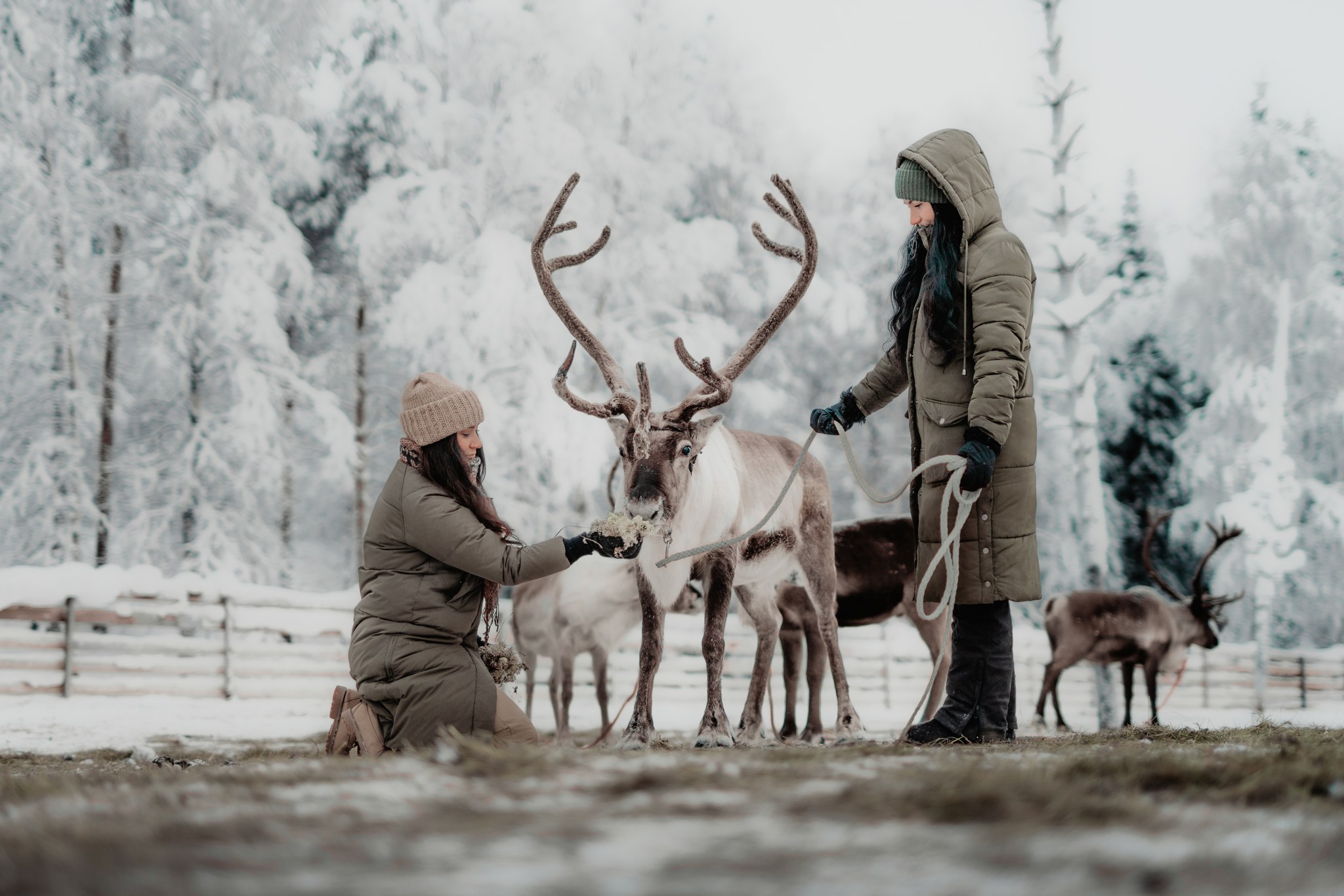 Reindeer Park Visit - Aino Private Island - Finland