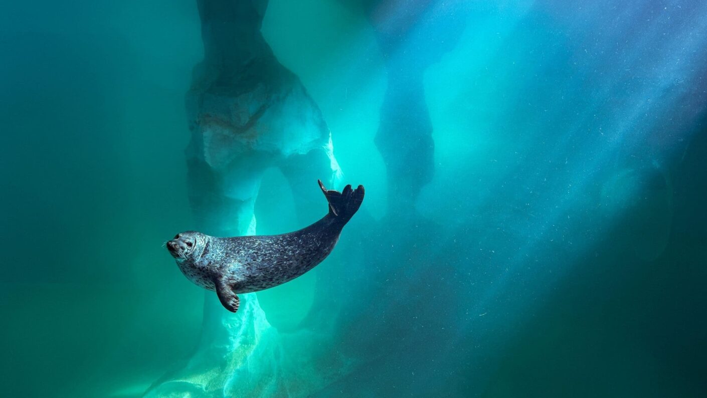 Polaria Tromso Aquarium