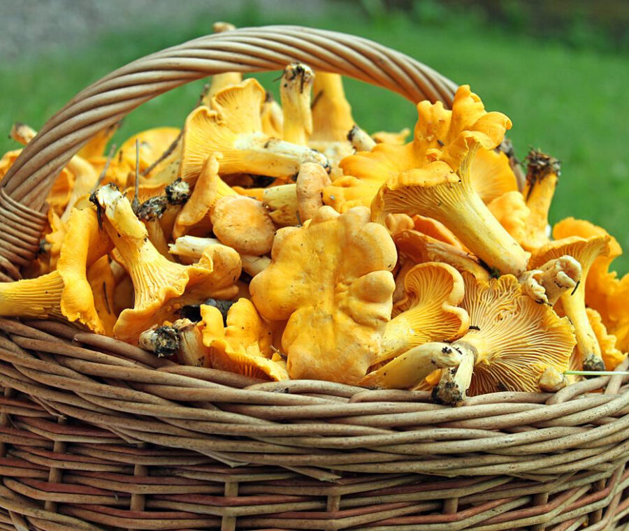 Fish, Forest and Feast - Arctic Retreat - Swedish Lapland - Travel with Off the Map