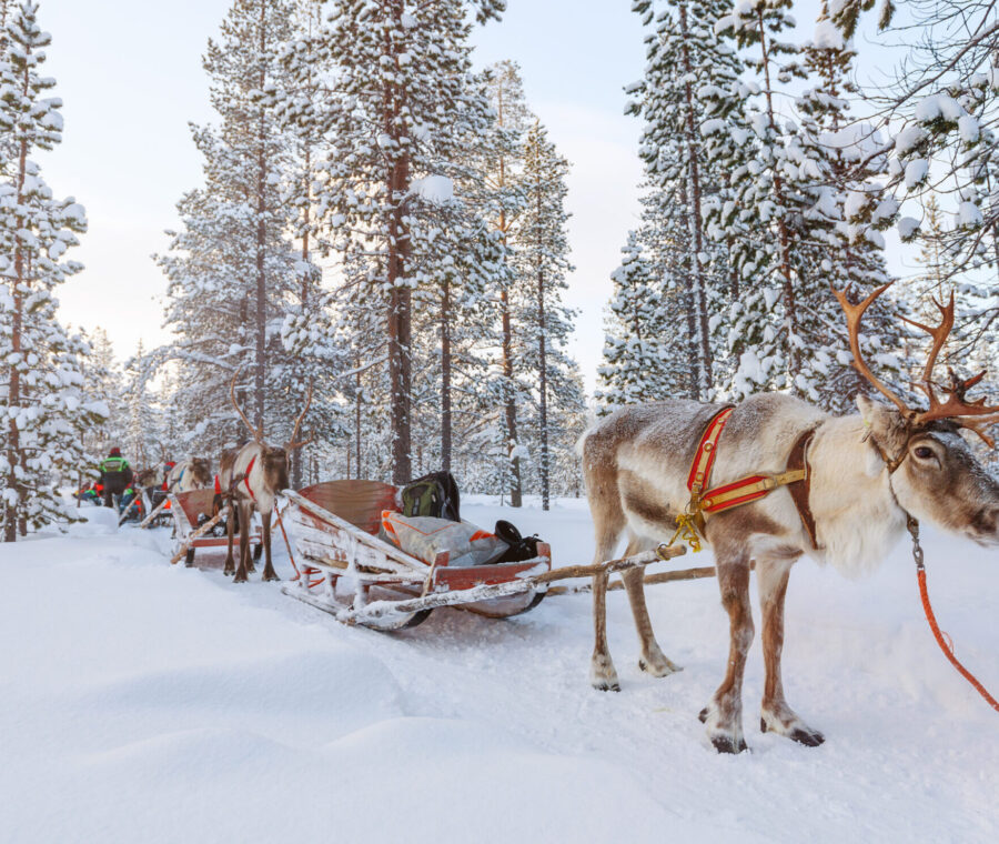 Reindeer safari in a winter forest