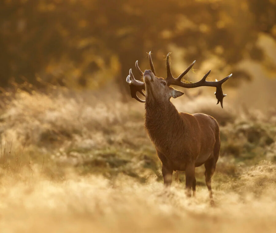 Swedish Wilderness Safari Escape