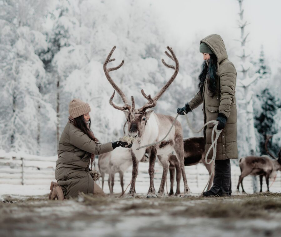 Reindeer Park Visit - Aino Private Island - Finland